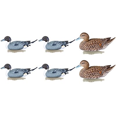 Storm Front Pintail