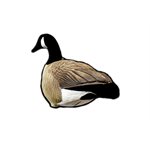 SKYFALL DECOYS Canada Goose / Bernache du Canada